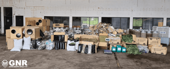 Santarém: Unidade Industrial de Produção de Canábis Desmantelada pela GNR
