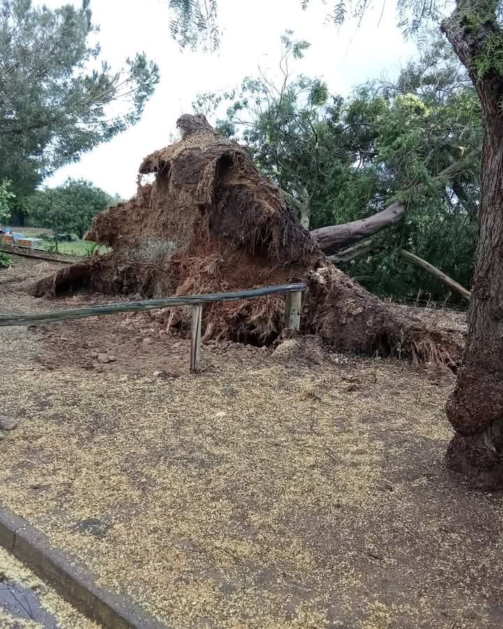 "Fenómeno" meteorológico com ventos até 177 Km/hora causou estragos esta manhã em Beja "Fenómeno" meteorológico com ventos até 177 Km/hora causou estragos esta manhã em Beja