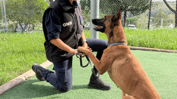 GNR homenageia os seus "militares de quatro patas" neste Dia Mundial do Cão