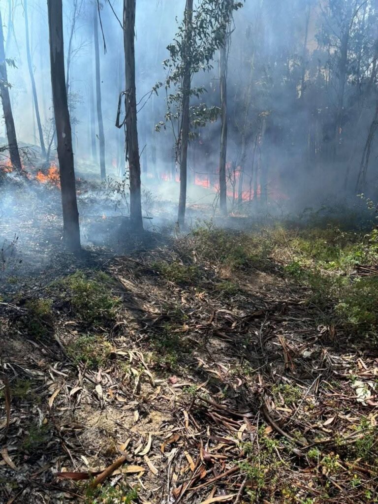 Incêndio em Ulme mobilizou perto de uma centena de bombeiros e meios aéreos na Chamusca Incêndio em Ulme mobilizou perto de uma centena de bombeiros e meios aéreos na Chamusca