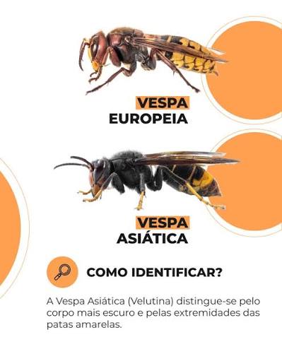 Homem de 69 anos morre após ser picado por vespa asiática em Felgueiras