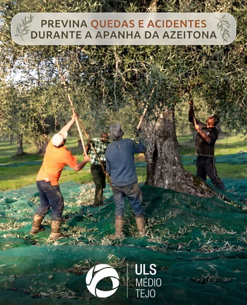 ULS Médio Tejo alerta para o risco de quedas e acidentes durante a apanha da azeitona