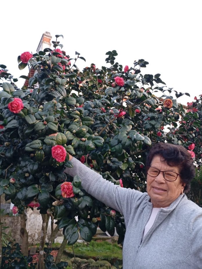 8ª Mostra de Camélias realiza-se em Ferreira do Zêzere no dia 24 de fevereiro