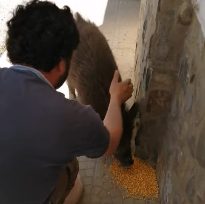 O Javali mais famoso da região está nas Barreiras da Serra de Tomar