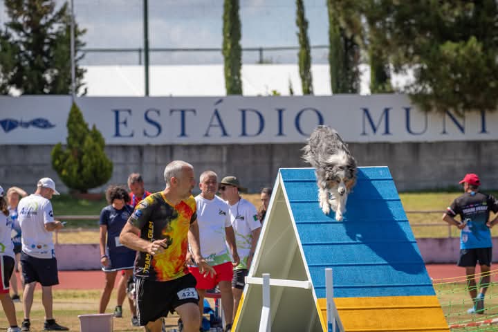 Abrantes recebe Campeonato do Mundo de Border Collie com mais de 260 cães em competição