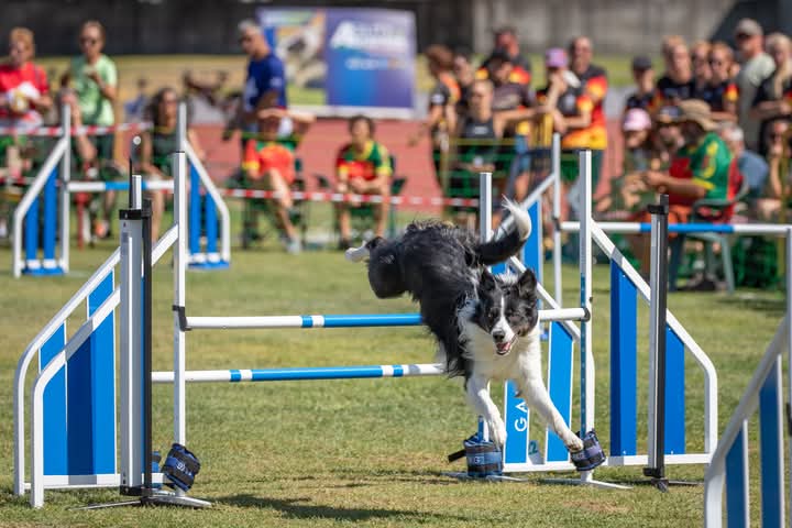 Abrantes recebe Campeonato do Mundo de Border Collie com mais de 260 cães em competição