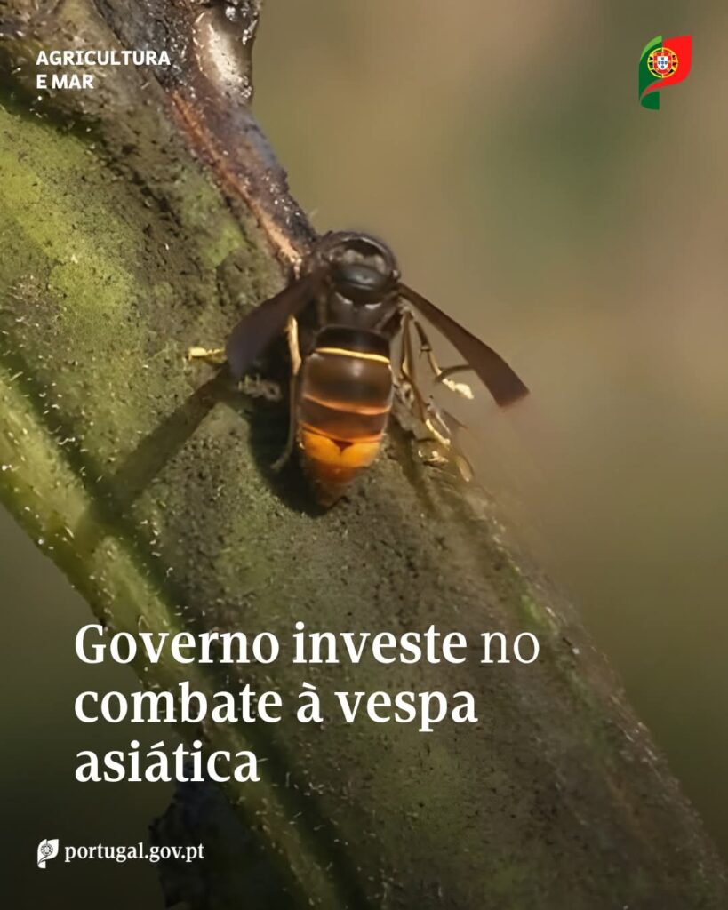 Governo reforça apoio ao combate à vespa asiática e à apicultura Governo reforça apoio ao combate à vespa asiática e à apicultura