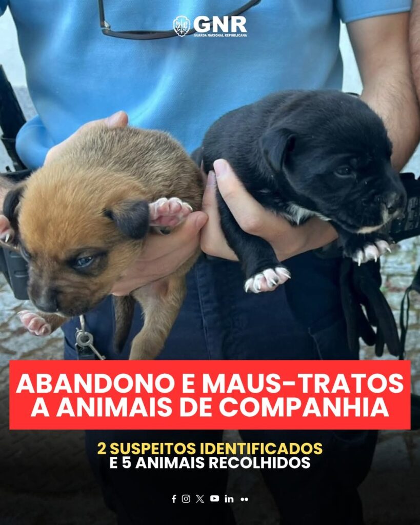 Cães recém-nascidos em condições críticas resgatados pela GNR