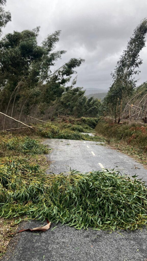 Depressão Kristin deixa rasto de destruição em Figueiró dos Vinhos, mas população está segura