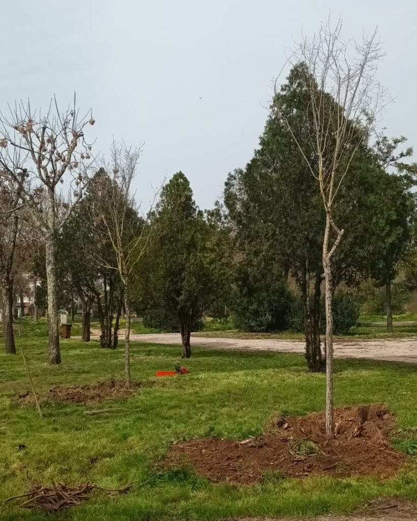 Tomar requalifica arvoredo no Parque de Autocaravanas após a Tempestade Kristin