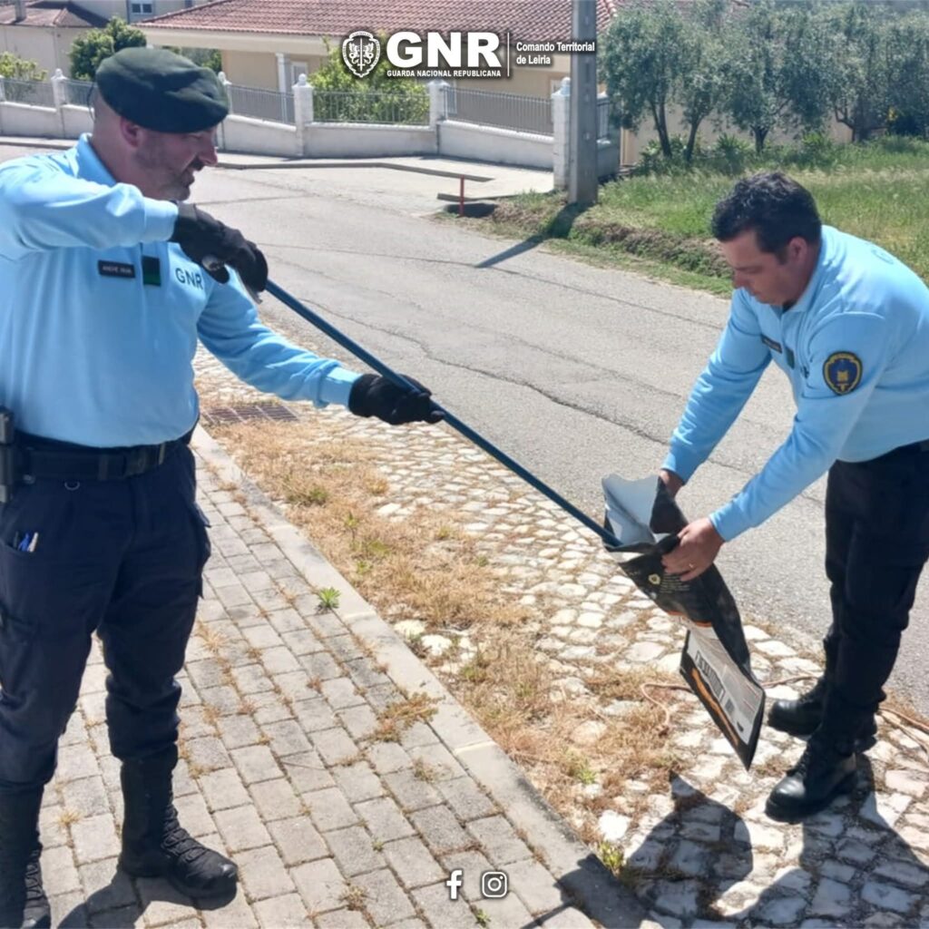 POMBAL: SEPNA resgata cobra-de-água-de-colar-mediterrânea em habitação
