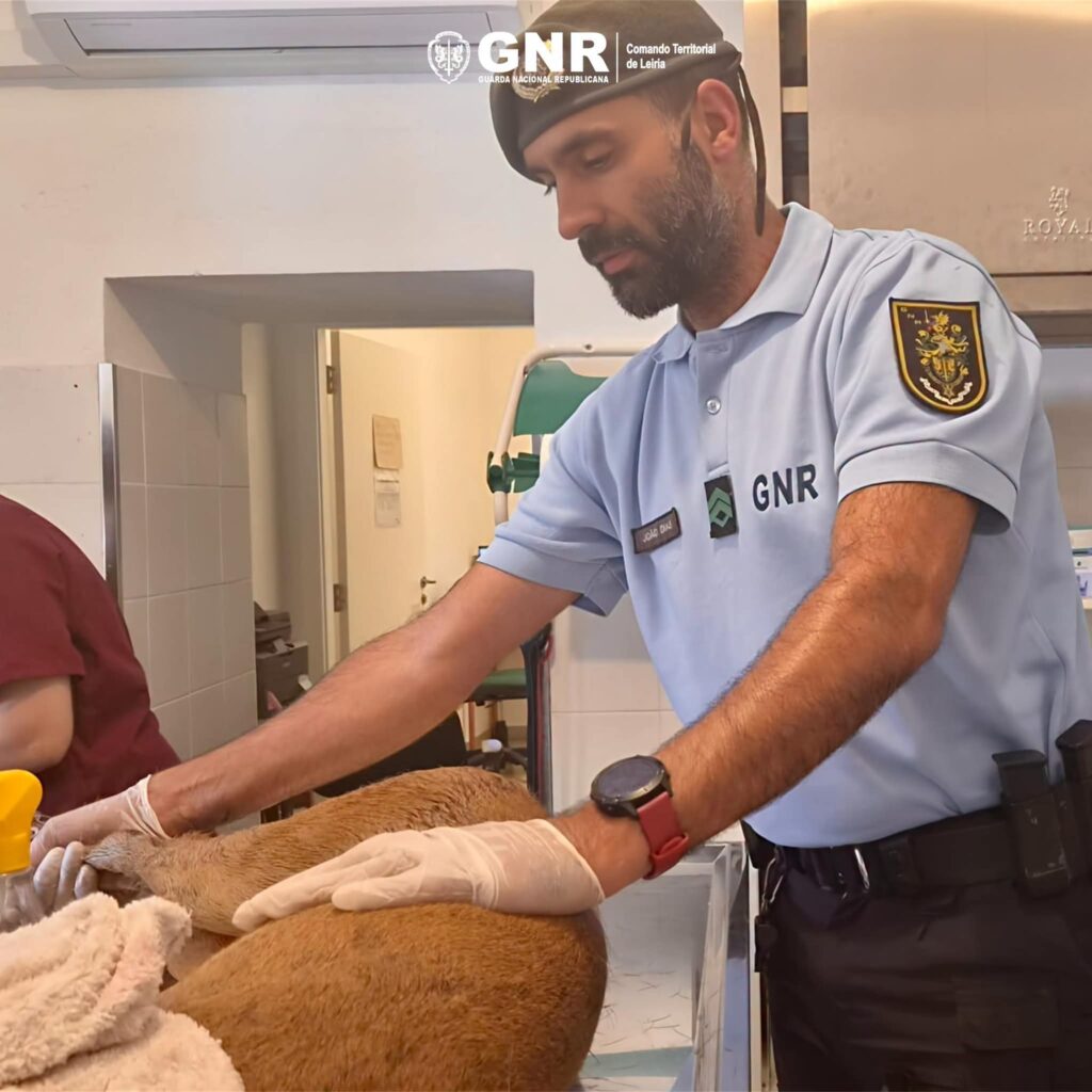 Corço vítima de atropelamento no IC2 é resgatado pelo SEPNA de Leiria