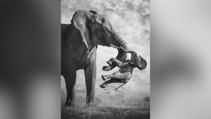 Fotografia de elefanta com a cria morta vence prémio mundial de vida selvagem